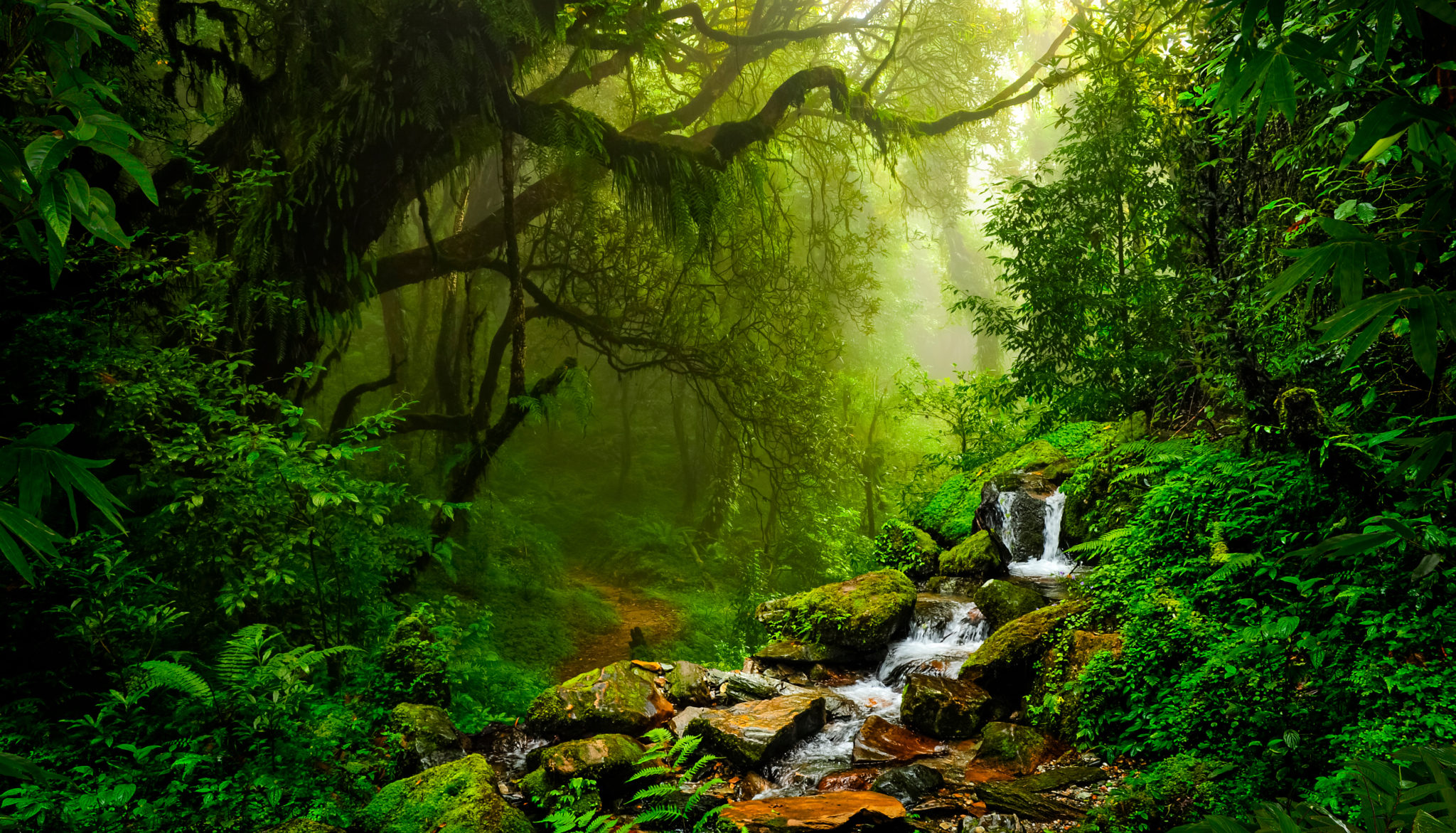 Rainforest scene