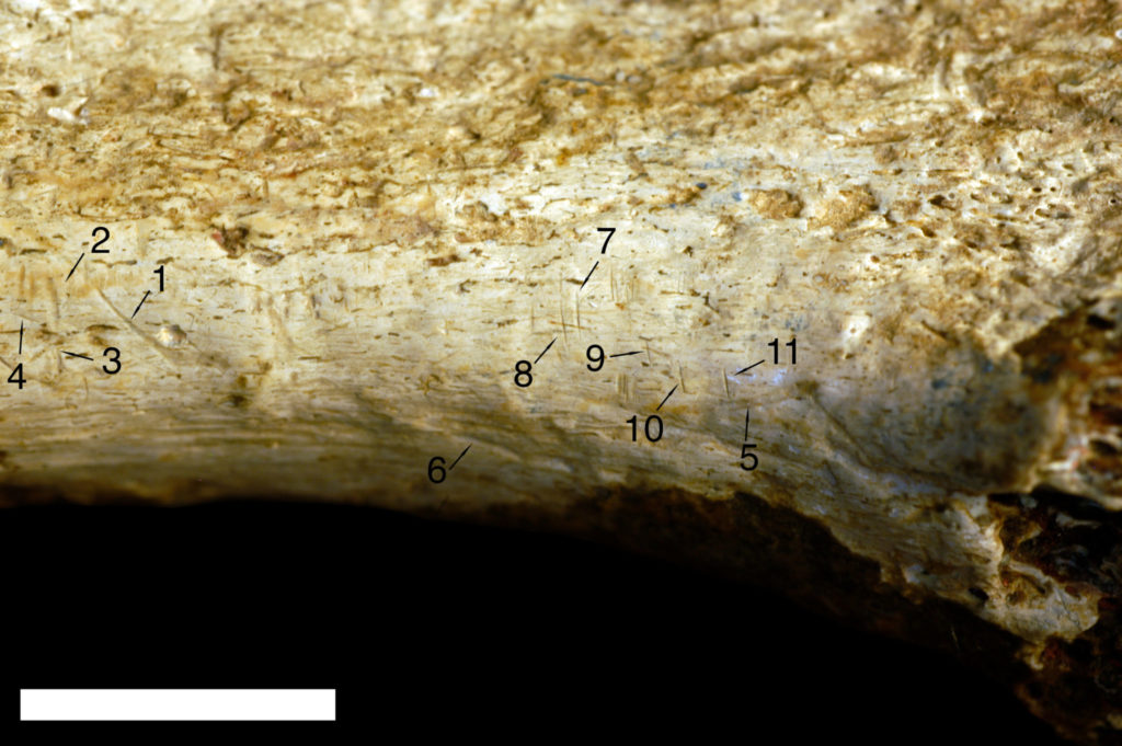 Cut marks on ancient bone